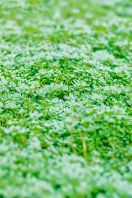 Thymus praecox 'Minor' (Kruiptijm) - afbeelding 4