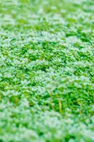Thymus praecox 'Minor' (Kruiptijm) - afbeelding 4
