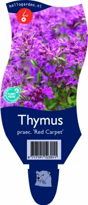 Thymus praecox 'Red Carpet' (Kruiptijm) - afbeelding 1