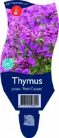 Thymus praecox 'Red Carpet' (Kruiptijm) - afbeelding 1