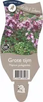 Thymus pulegioides (Grote tijm) - afbeelding 1