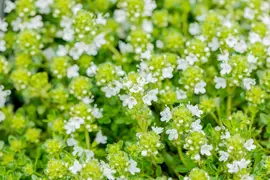 Thymus Serpyllum/Praecox Albiflorus (Kruiptijm) - afbeelding 3