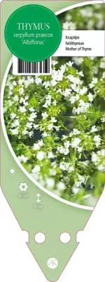 Thymus Serpyllum/Praecox Albiflorus (Kruiptijm) - afbeelding 1