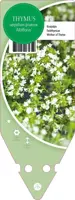 Thymus Serpyllum/Praecox Albiflorus (Kruiptijm) - afbeelding 1