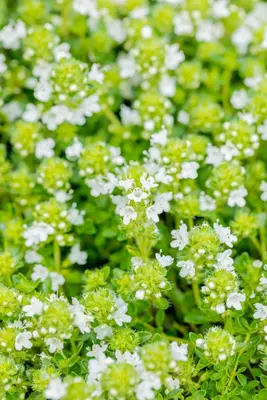 Thymus Serpyllum/Praecox Albiflorus (Kruiptijm) - afbeelding 4
