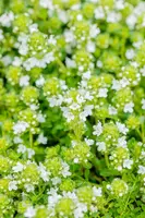 Thymus Serpyllum/Praecox Albiflorus (Kruiptijm) - afbeelding 4