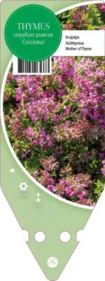 Thymus Serpyllum/Praecox Coccineus (Kruiptijm) - afbeelding 1