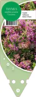 Thymus Serpyllum/Praecox Coccineus (Kruiptijm) - afbeelding 1