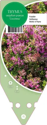 Thymus Serpyllum/Praecox Coccineus (Kruiptijm) - afbeelding 1
