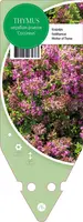 Thymus Serpyllum/Praecox Coccineus (Kruiptijm) kopen?
