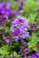 Thymus Serpyllum/Praecox Coccineus (Kruiptijm) - afbeelding 3