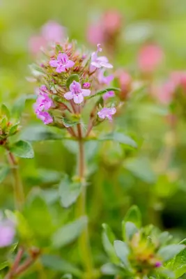 Thymus Serpyllum/Praecox Coccineus (Kruiptijm) - afbeelding 4