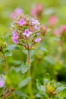 Thymus Serpyllum/Praecox Coccineus (Kruiptijm) - afbeelding 4