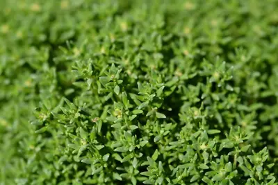 Thymus vulgaris 'Compactus' (Keukentijm) 15cm - afbeelding 5