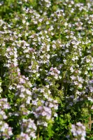 Thymus vulgaris 'Compactus' (Keukentijm) 15cm - afbeelding 4