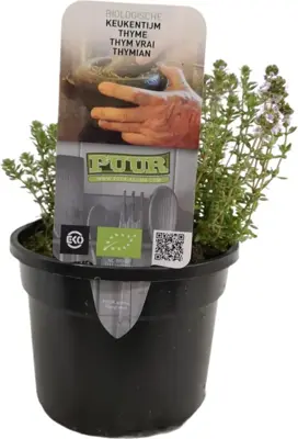 Thymus vulgaris 'Compactus' (Keukentijm) 15cm - afbeelding 1