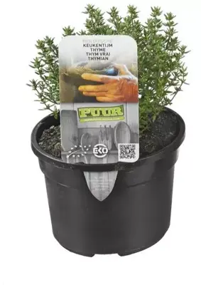 Thymus vulgaris 'Compactus' (Keukentijm) 15cm - afbeelding 2