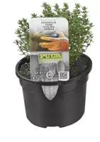 Thymus vulgaris 'Compactus' (Keukentijm) 15cm - afbeelding 2