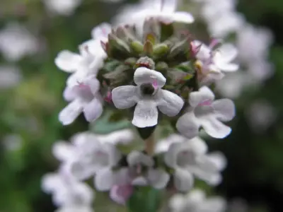 Thymus vulgaris 'Compactus' (Keukentijm) 15cm - afbeelding 3