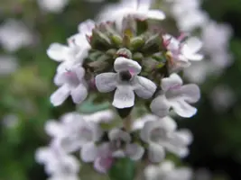 Thymus vulgaris 'Compactus' (Keukentijm) 15cm - afbeelding 3