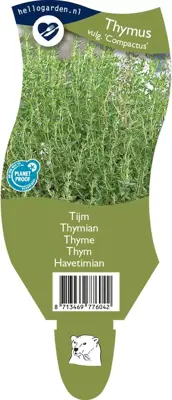 Thymus vulgaris compactus (Tijm) - afbeelding 1