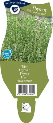 Thymus vulgaris compactus (Tijm) - afbeelding 1