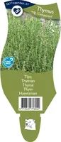 Thymus vulgaris compactus (Tijm) - afbeelding 1