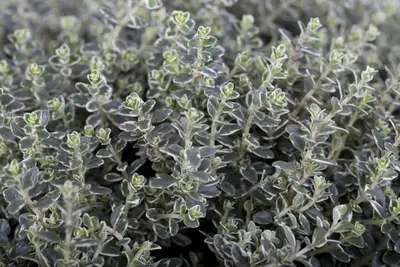 Thymus vulgaris 'Faustini' (Keukentijm) - afbeelding 6