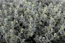 Thymus vulgaris 'Faustini' (Keukentijm) - afbeelding 6