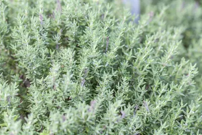 Thymus vulgaris 'Faustini' (Keukentijm) - afbeelding 13
