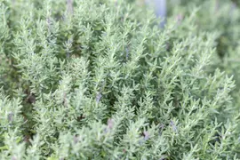 Thymus vulgaris 'Faustini' (Keukentijm) - afbeelding 13