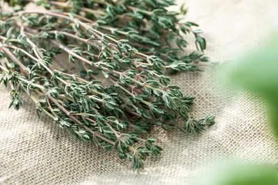 Thymus vulgaris 'Faustini' (Keukentijm) - afbeelding 22