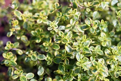 Thymus vulgaris 'Faustini' (Keukentijm) - afbeelding 4