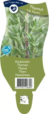 Thymus vulgaris 'Faustini' (Keukentijm) - afbeelding 1