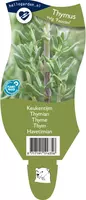 Thymus vulgaris 'Faustini' (Keukentijm) - afbeelding 1