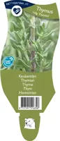 Thymus vulgaris 'Faustini' (Keukentijm) - afbeelding 1