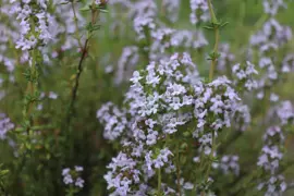 Thymus vulgaris 'Faustini' (Keukentijm) - afbeelding 3