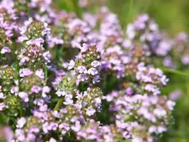 Thymus vulgaris 'Faustini' (Keukentijm) - afbeelding 2