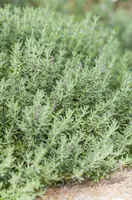 Thymus vulgaris 'Faustini' (Keukentijm) - afbeelding 12