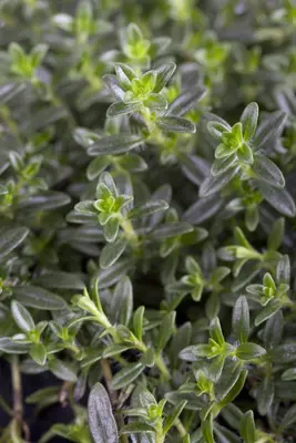 Thymus vulgaris 'Faustini' (Keukentijm) - afbeelding 5