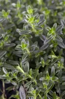 Thymus vulgaris 'Faustini' (Keukentijm) - afbeelding 5