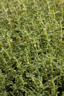 Thymus vulgaris 'Faustini' (Keukentijm) - afbeelding 7