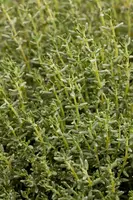 Thymus vulgaris 'Faustini' (Keukentijm) - afbeelding 7
