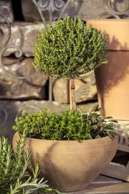 Thymus vulgaris 'Faustini' (Keukentijm) - afbeelding 10