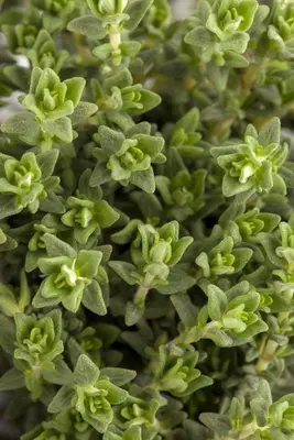 Thymus vulgaris 'Faustini' (Keukentijm) - afbeelding 11