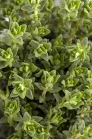 Thymus vulgaris 'Faustini' (Keukentijm) - afbeelding 11