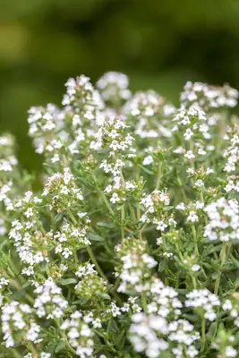 Thymus vulgaris 'Faustini' (Keukentijm) - afbeelding 16