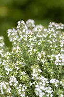 Thymus vulgaris 'Faustini' (Keukentijm) - afbeelding 16