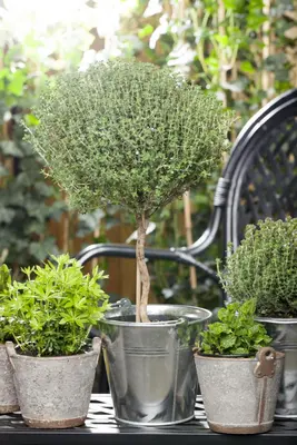 Thymus vulgaris 'Faustini' (Keukentijm) - afbeelding 18