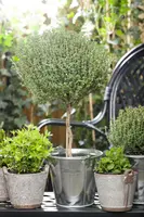 Thymus vulgaris 'Faustini' (Keukentijm) - afbeelding 18
